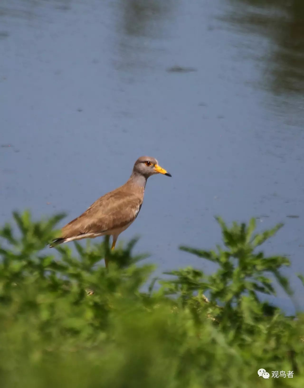 birdWatching
