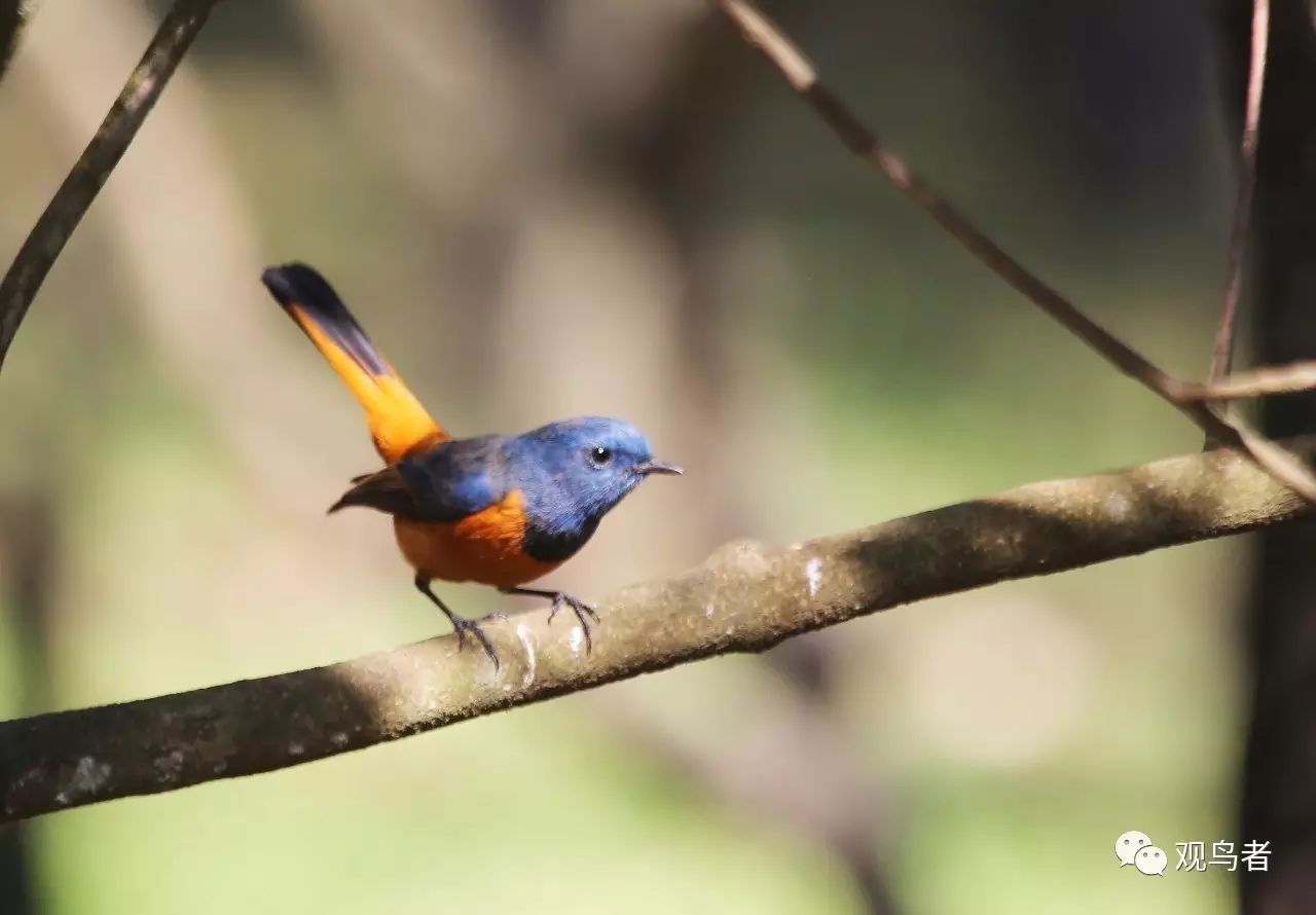 birdWatching