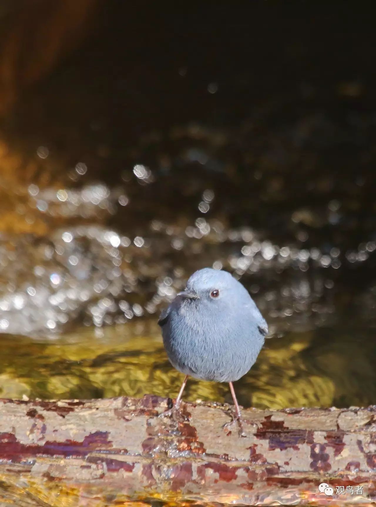 birdWatching