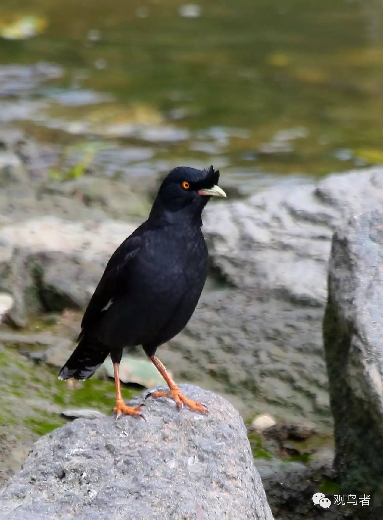 birdWatching