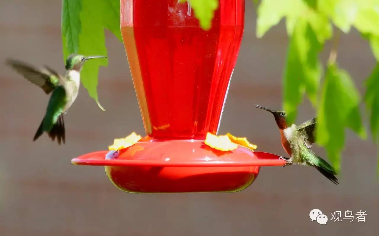 birdWatching