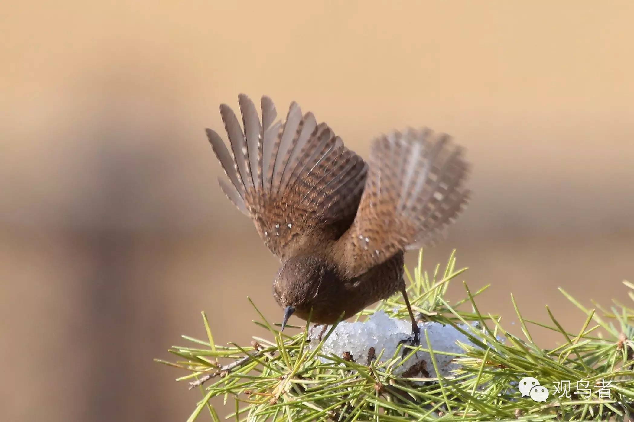 birdWatching