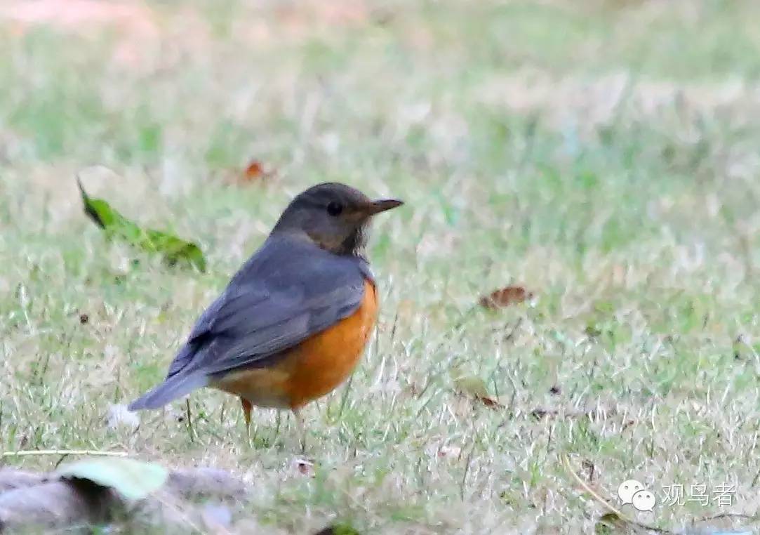 birdWatching