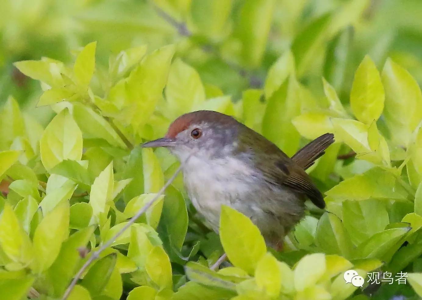 birdWatching