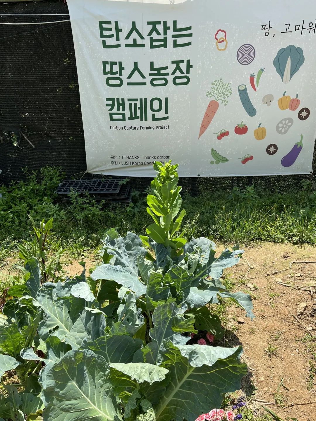 韩国“感谢土地”农场,用碳素农业拯救地球 | 良食专栏 韩国“感谢土地”农场,用碳素农业拯救地球 | 良食专栏