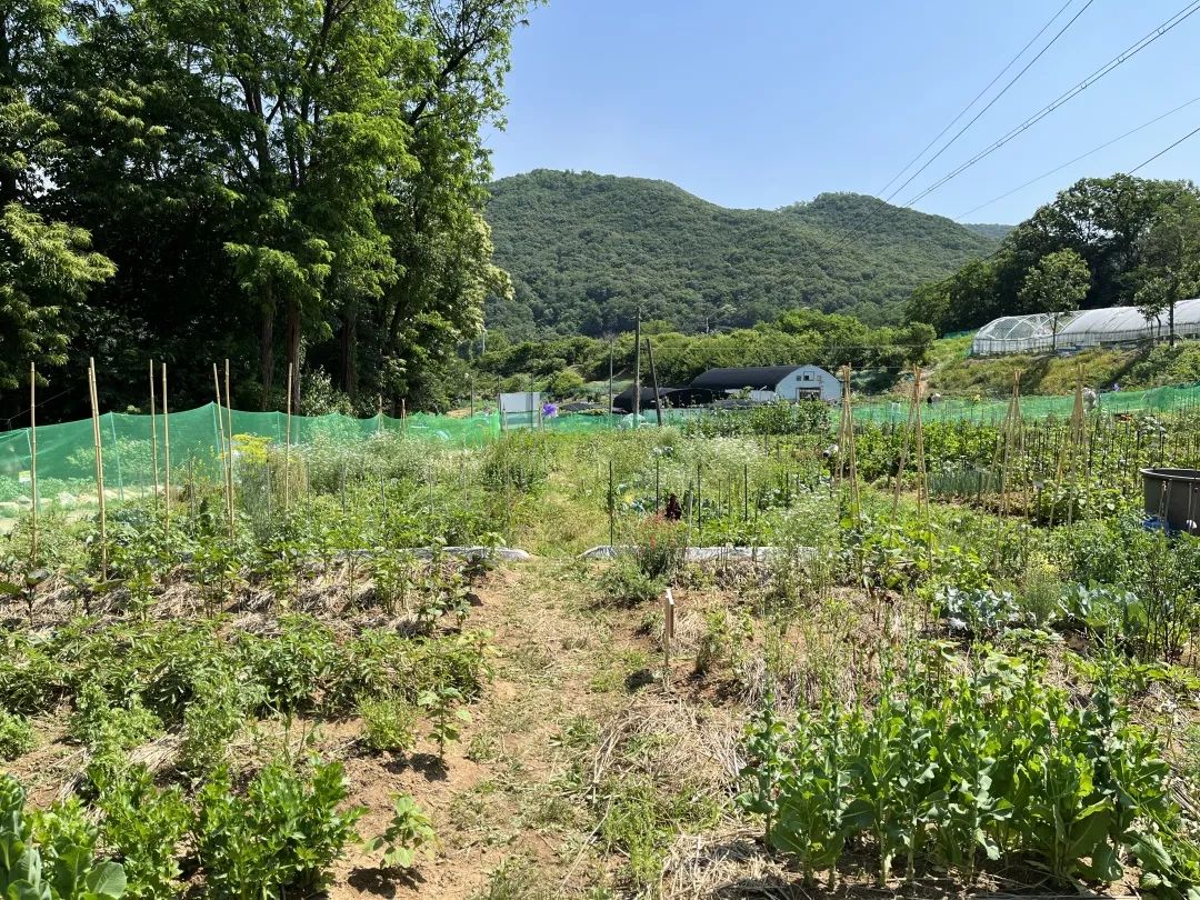 韩国“感谢土地”农场,用碳素农业拯救地球 | 良食专栏 韩国“感谢土地”农场,用碳素农业拯救地球 | 良食专栏