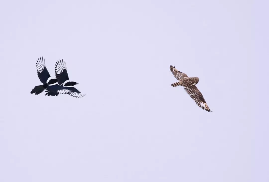 birdWatching