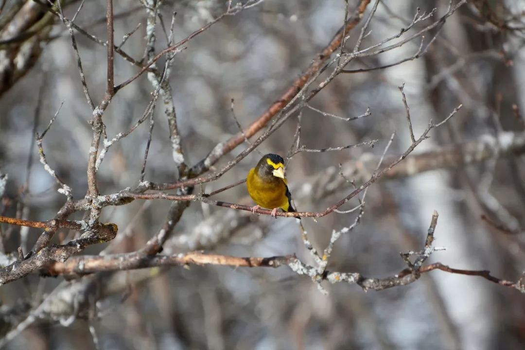 birdWatching