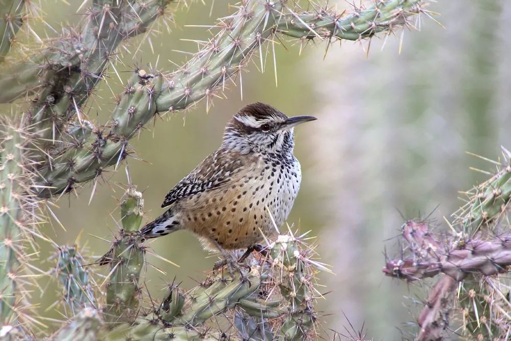 birdWatching
