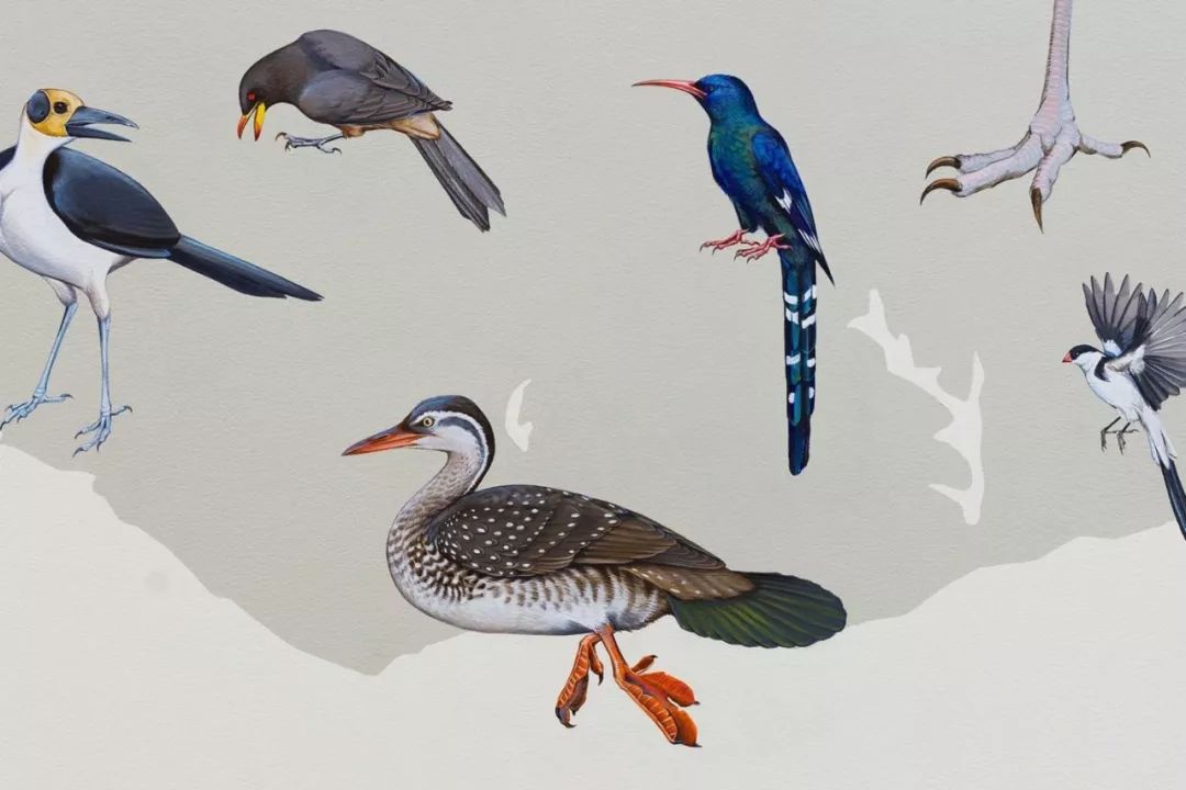 birdWatching