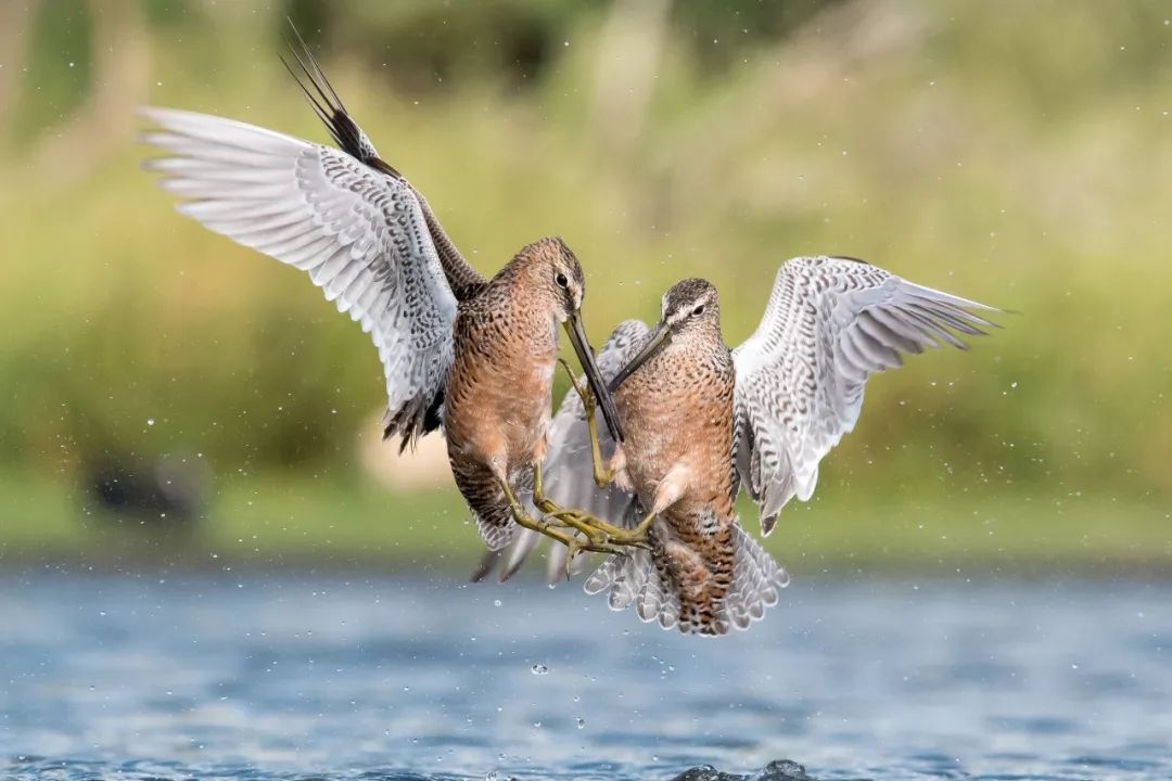 birdWatching