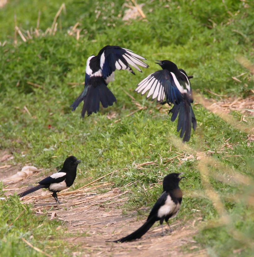 birdWatching