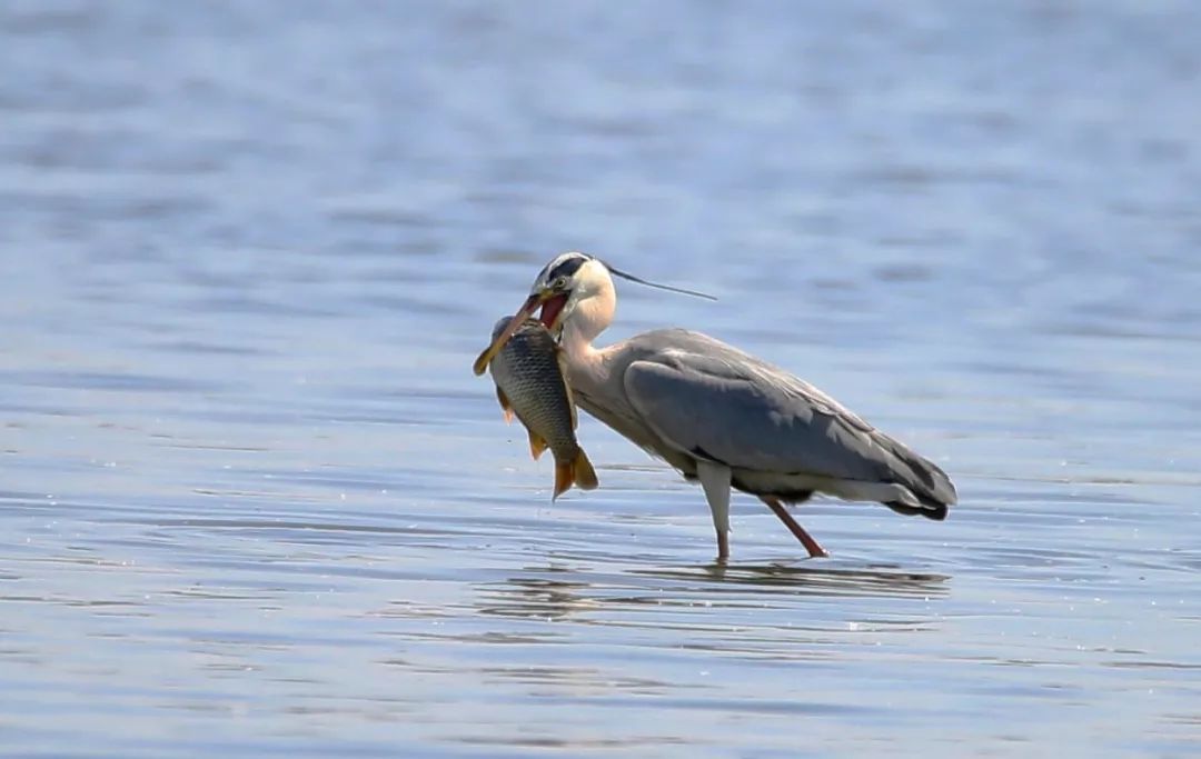 birdWatching
