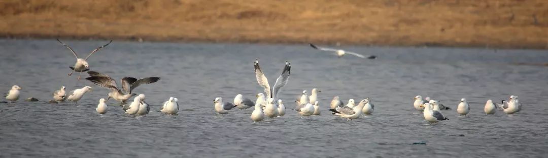 birdWatching