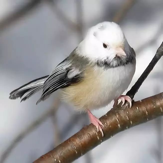 birdWatching