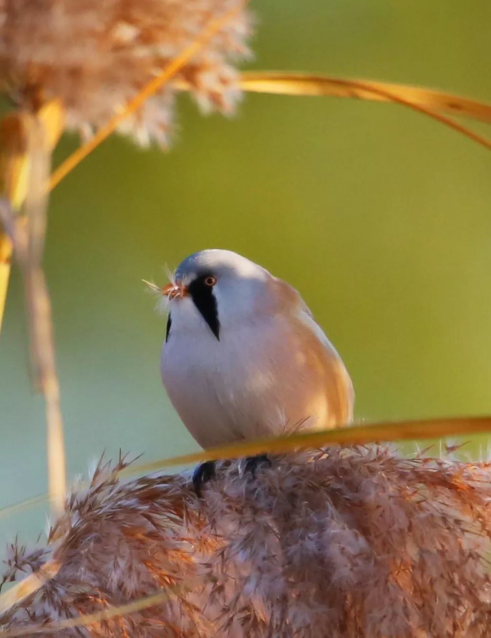birdWatching