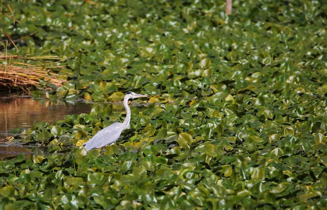 birdWatching