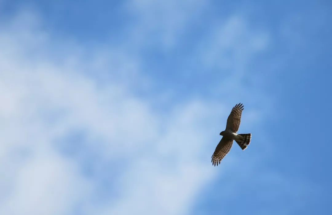 birdWatching