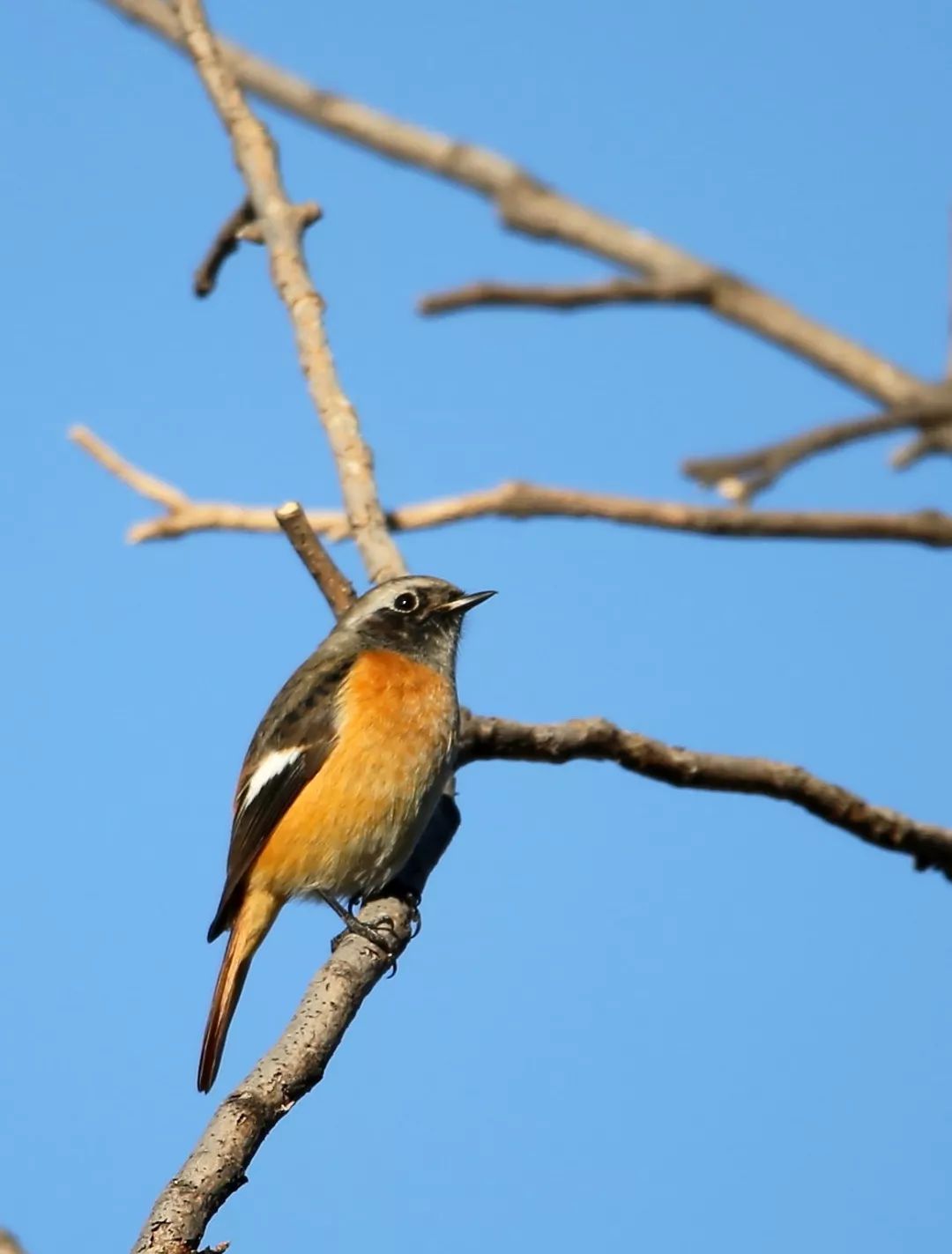 birdWatching