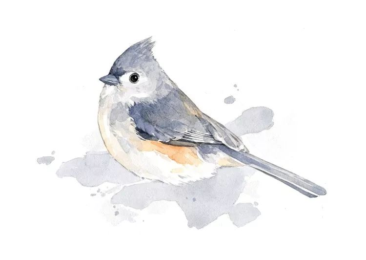 birdWatching