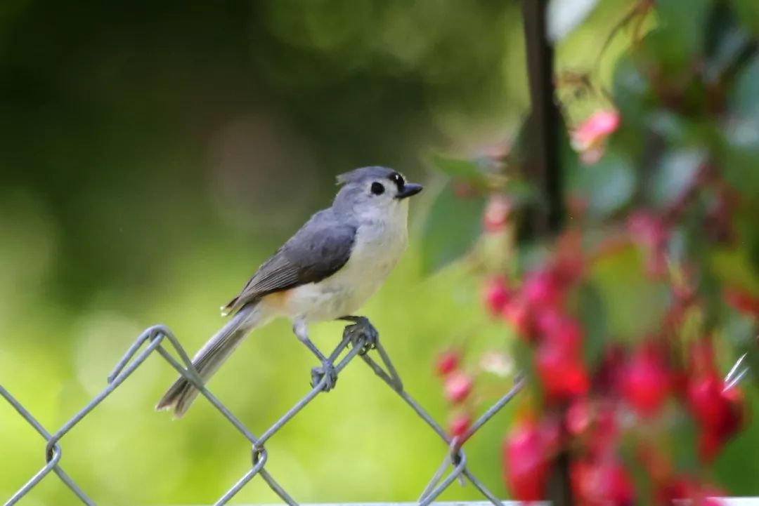 birdWatching