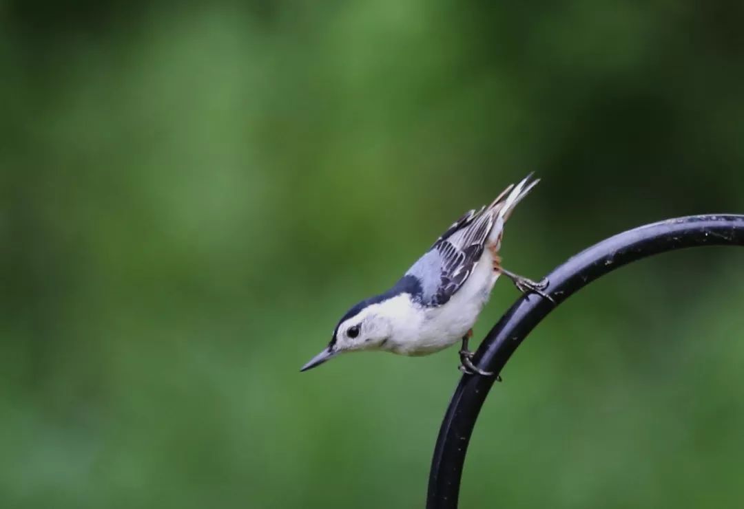 birdWatching