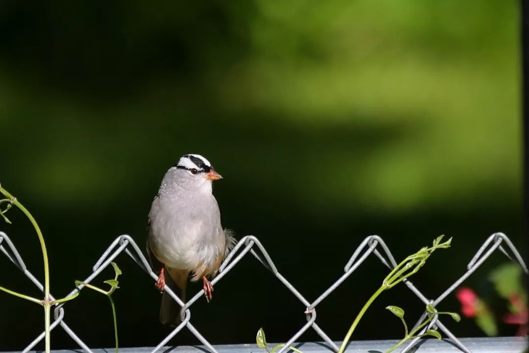 birdWatching