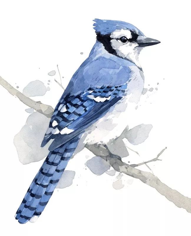 birdWatching