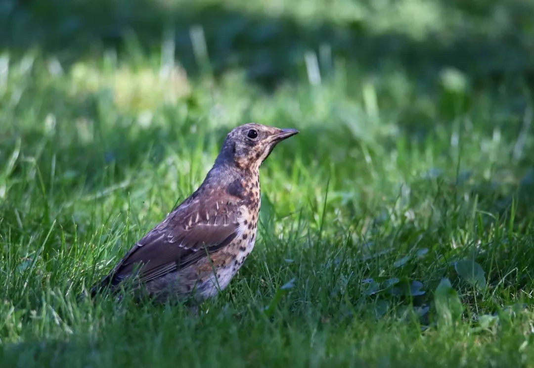 birdWatching