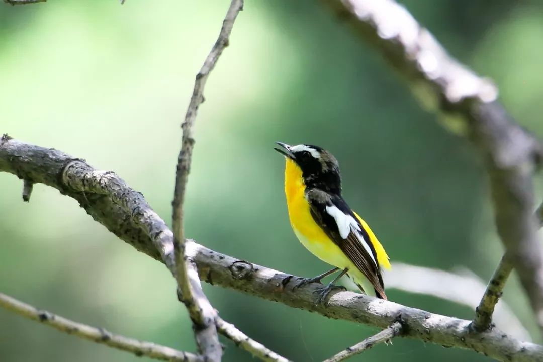 birdWatching