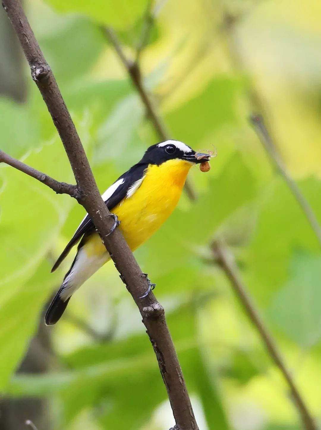 birdWatching