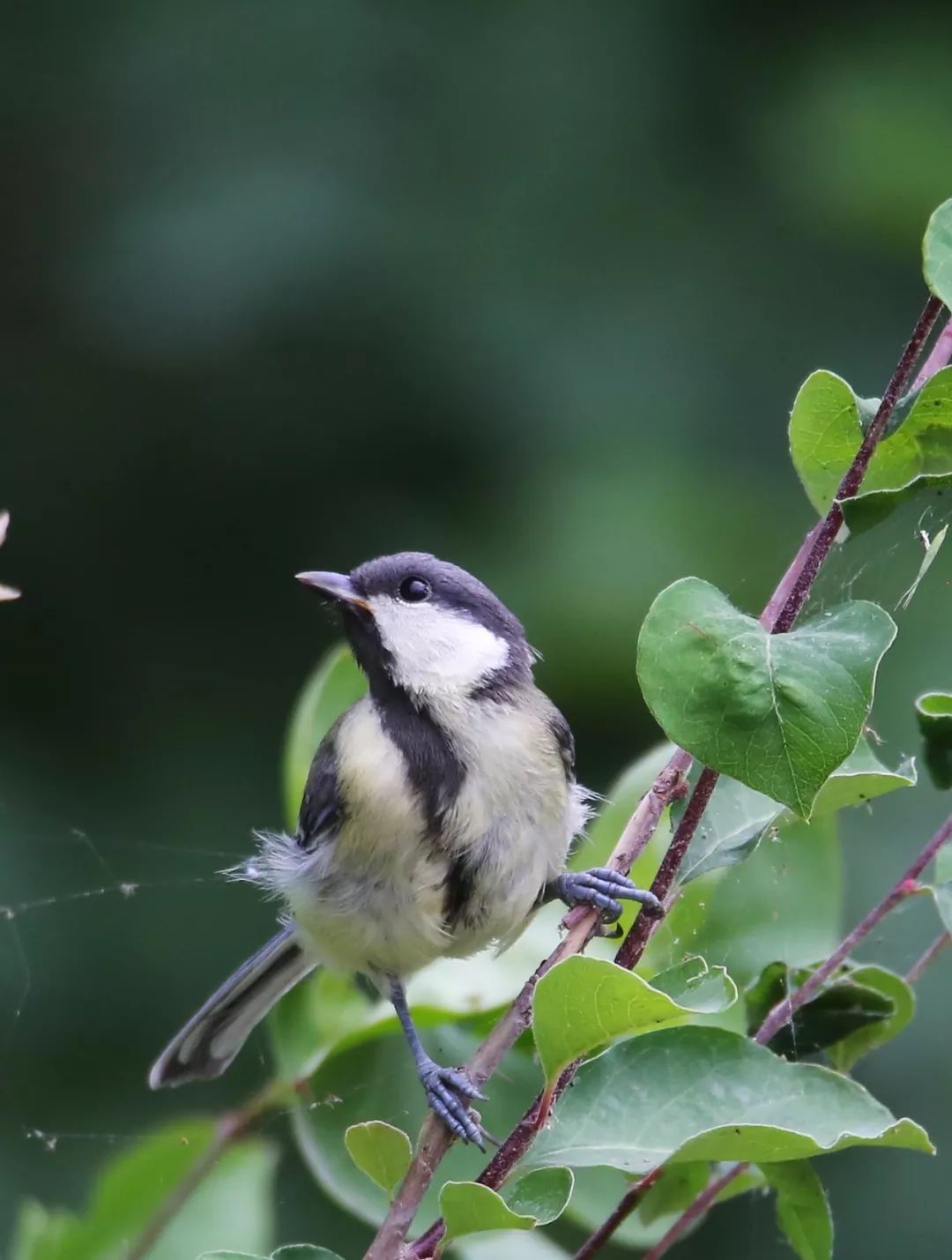 birdWatching