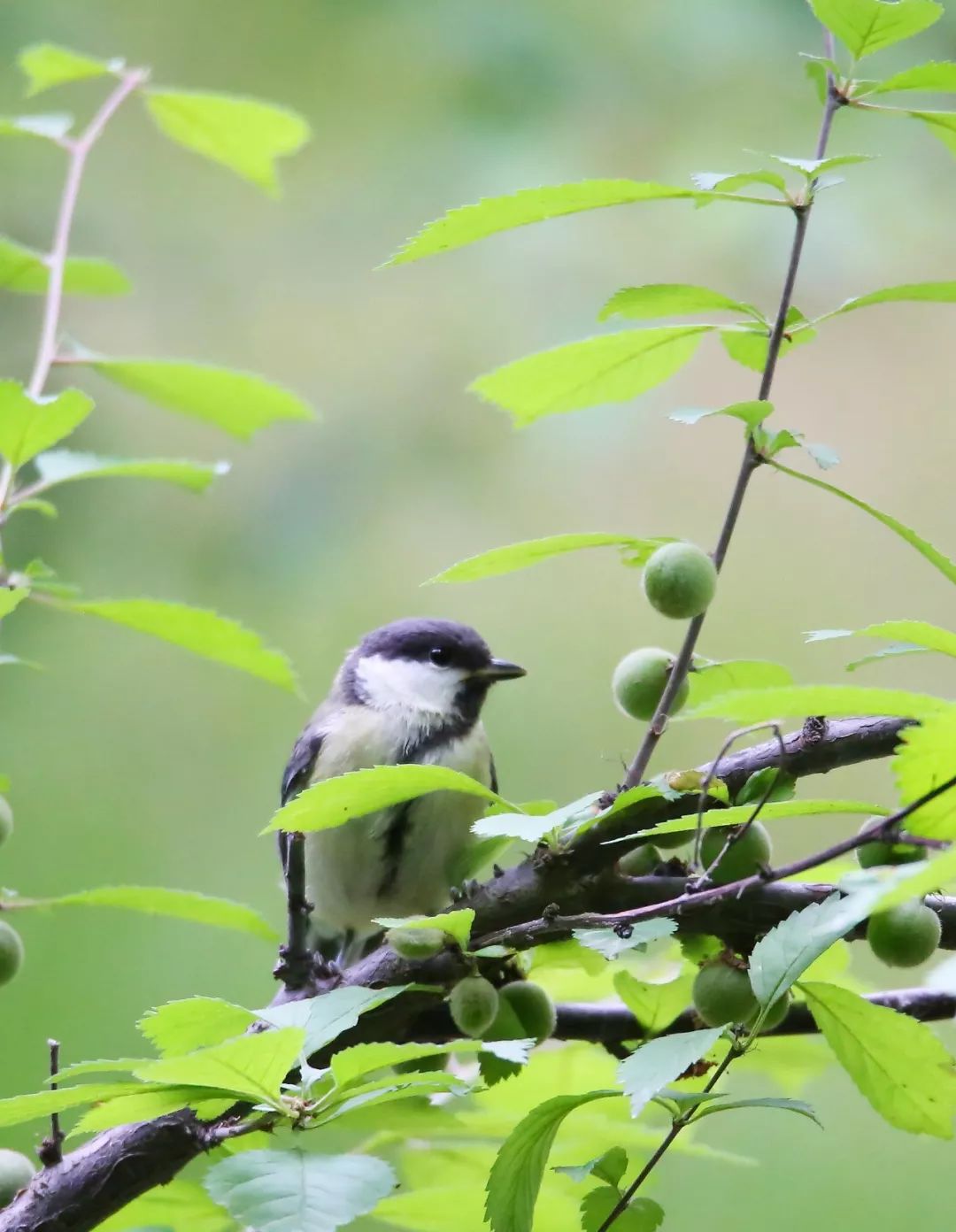 birdWatching