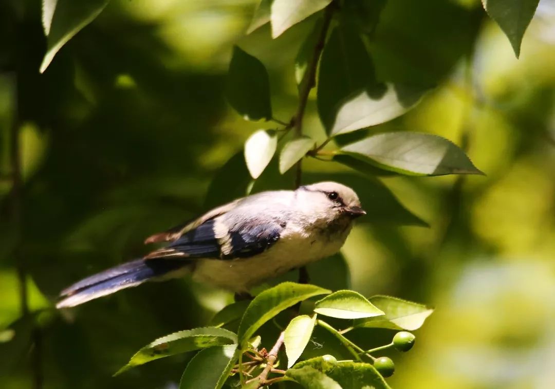 birdWatching