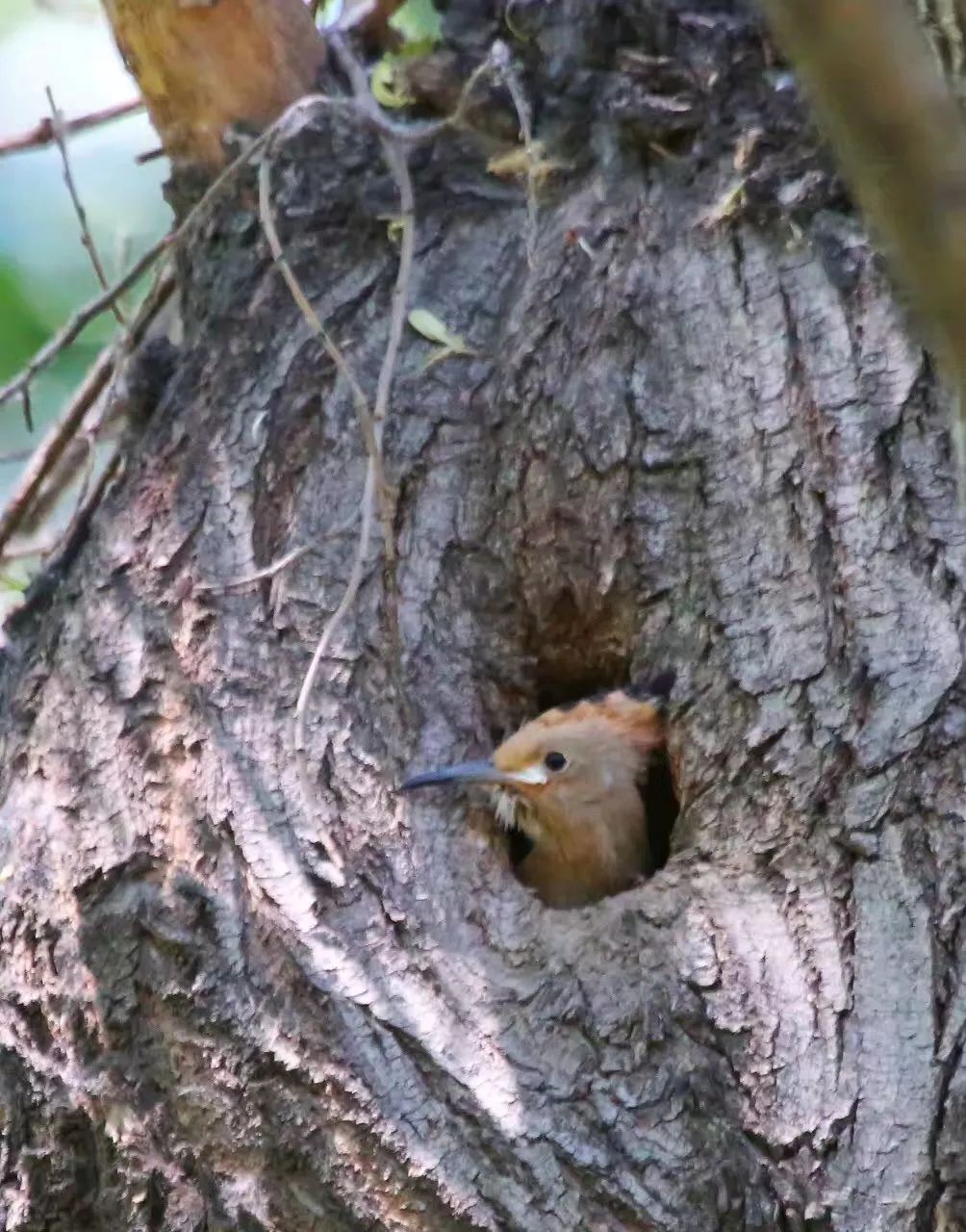 birdWatching