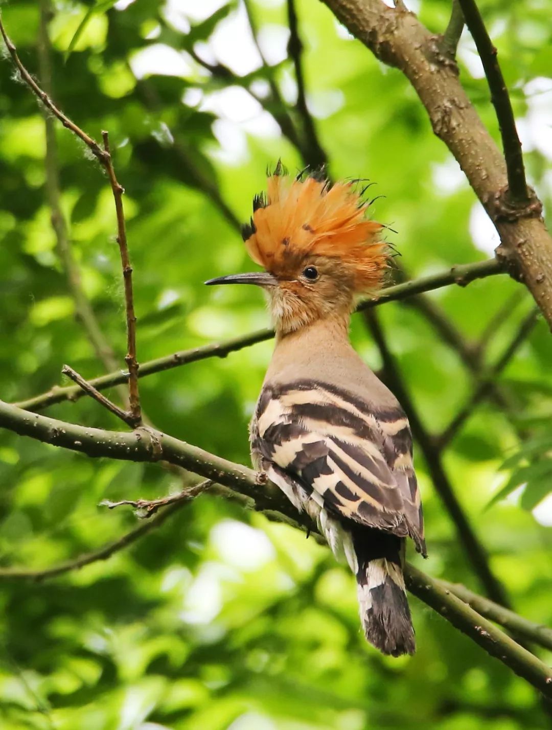 birdWatching