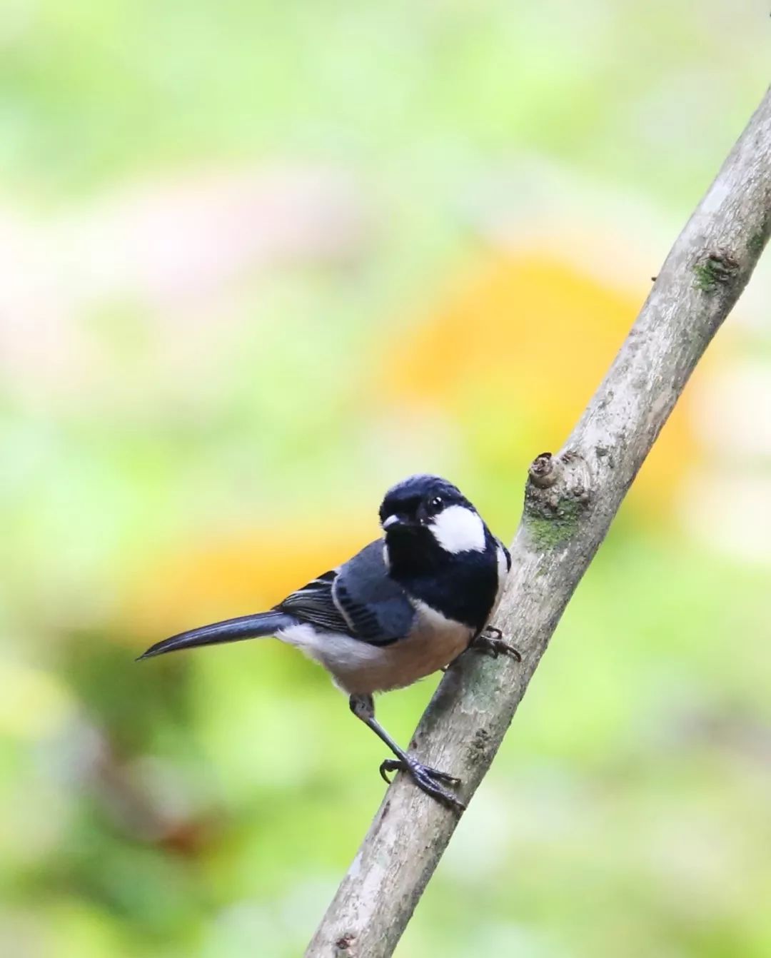 birdWatching