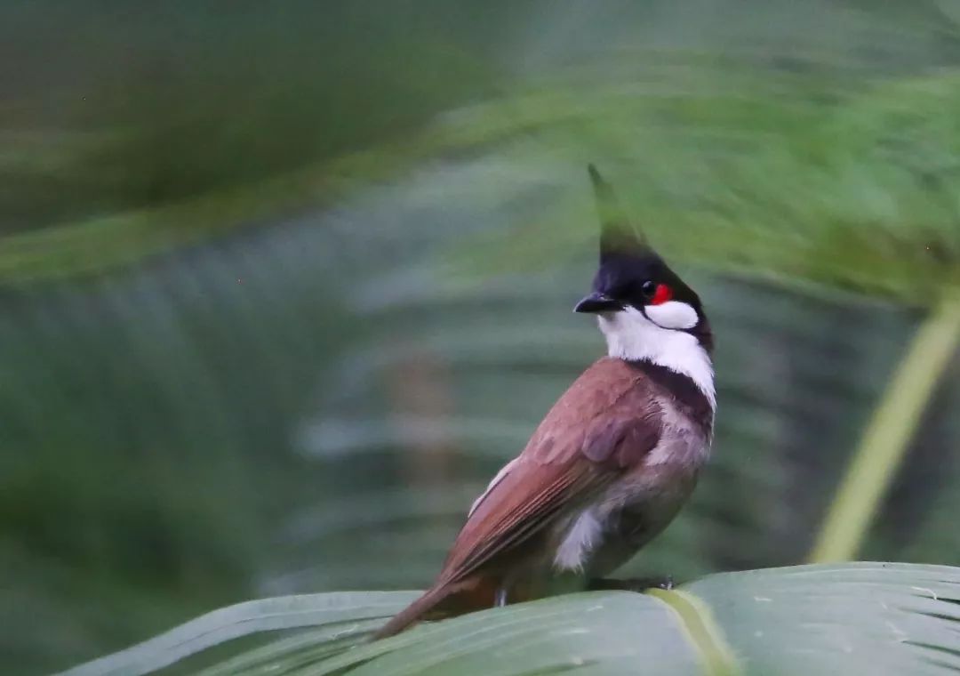 birdWatching