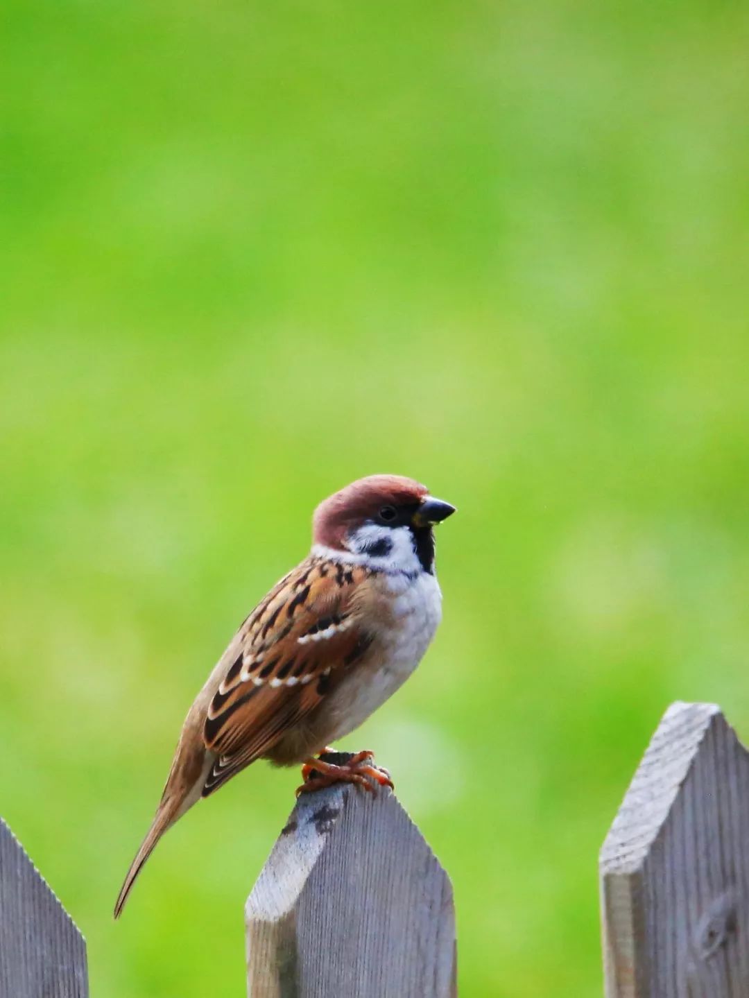 birdWatching