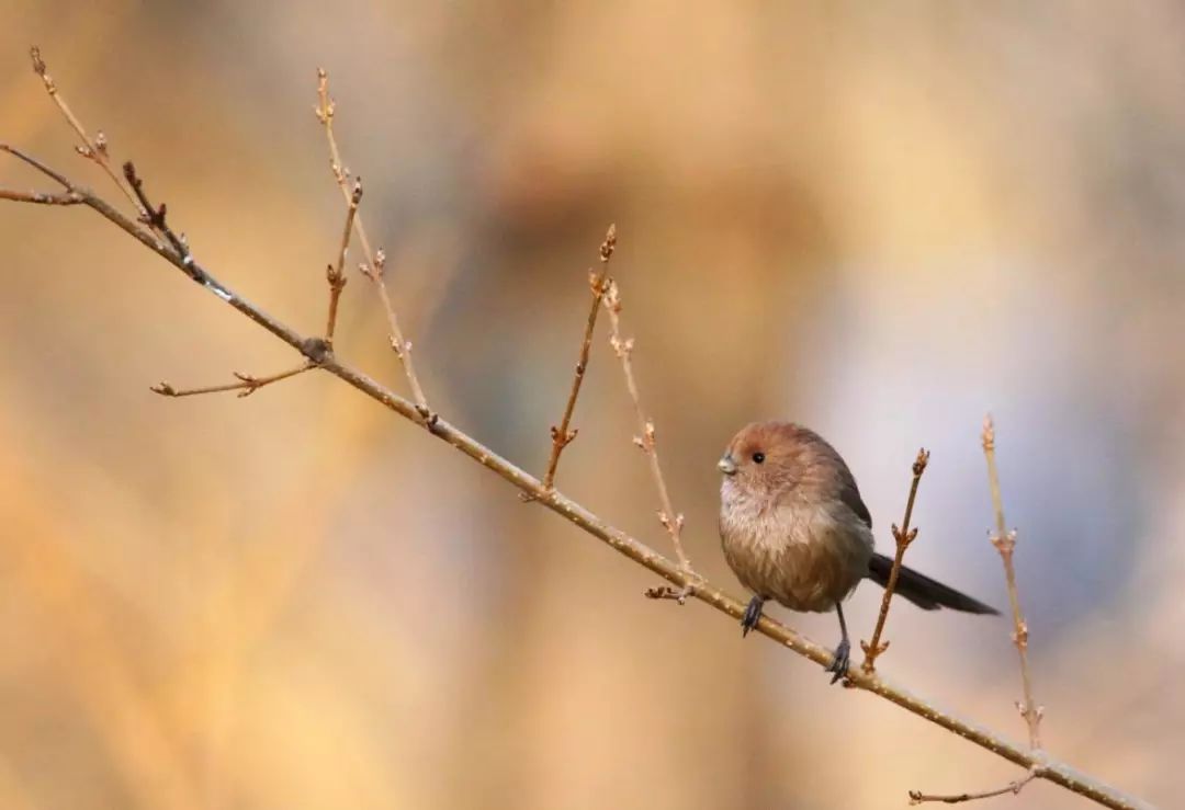 birdWatching