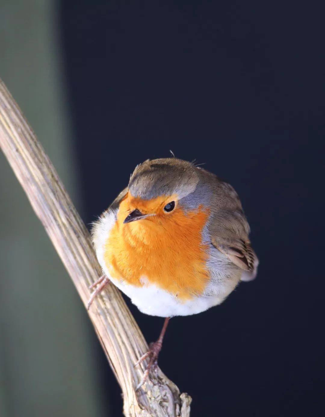 birdWatching