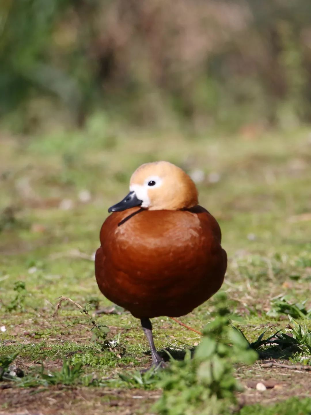 birdWatching