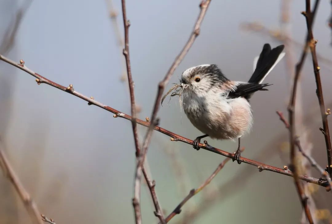 birdWatching