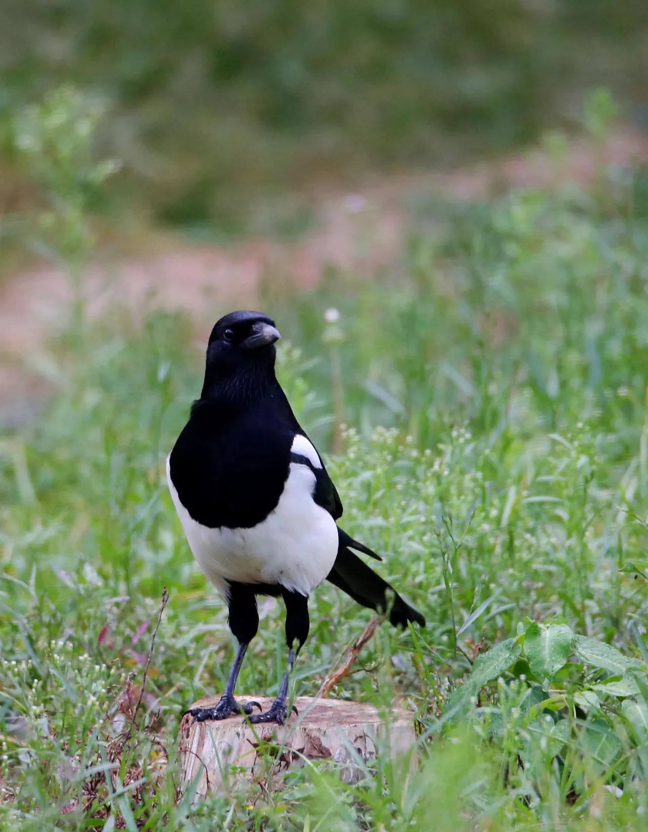 birdWatching