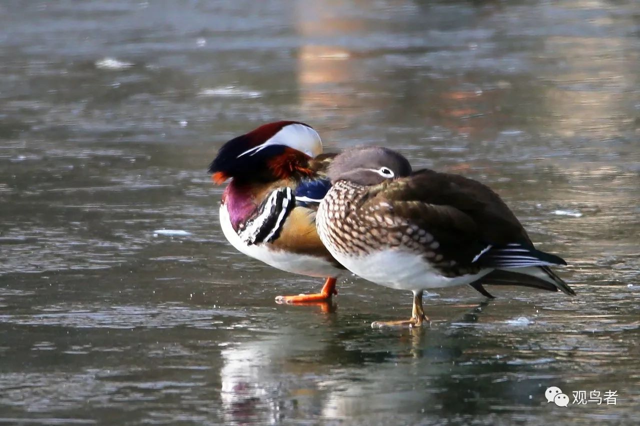 birdWatching