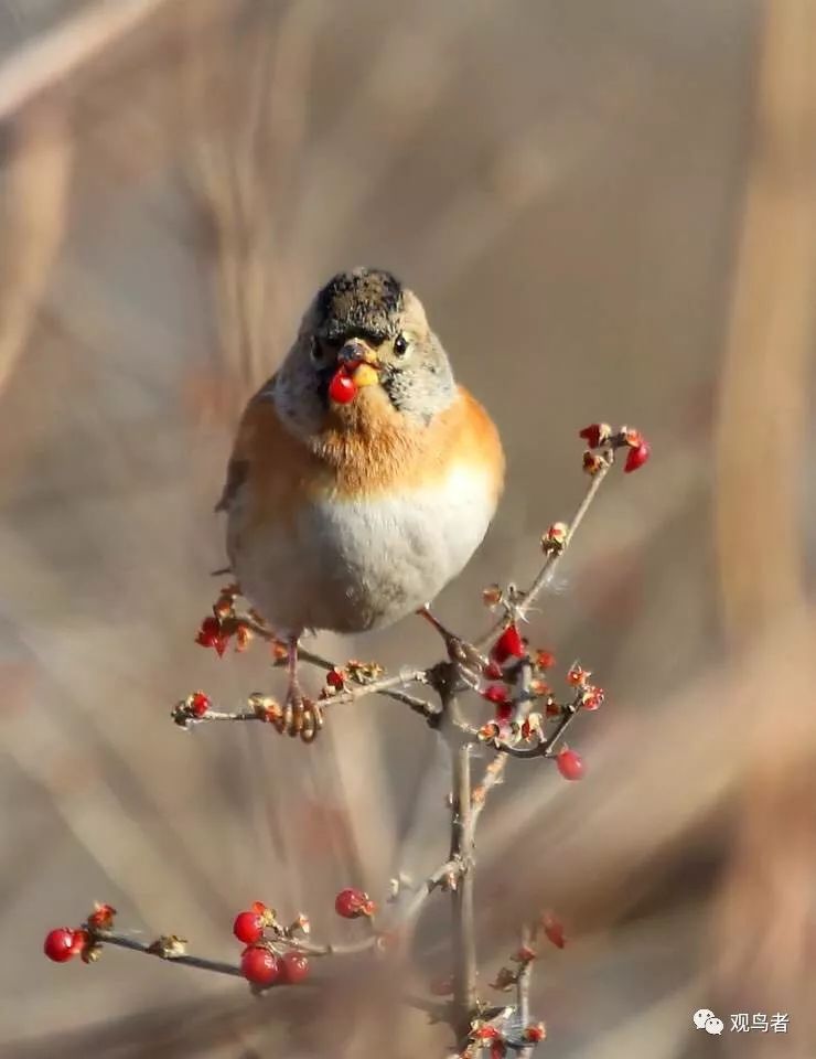 birdWatching