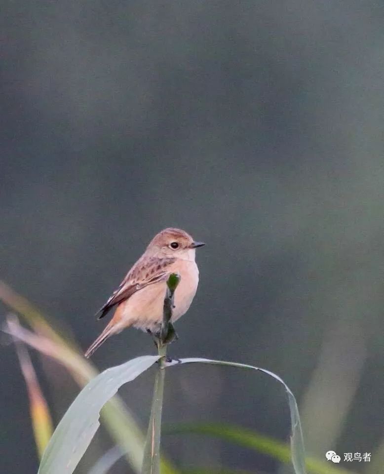 birdWatching