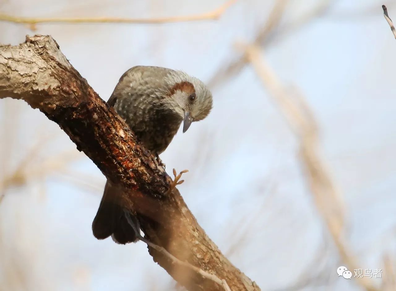 birdWatching