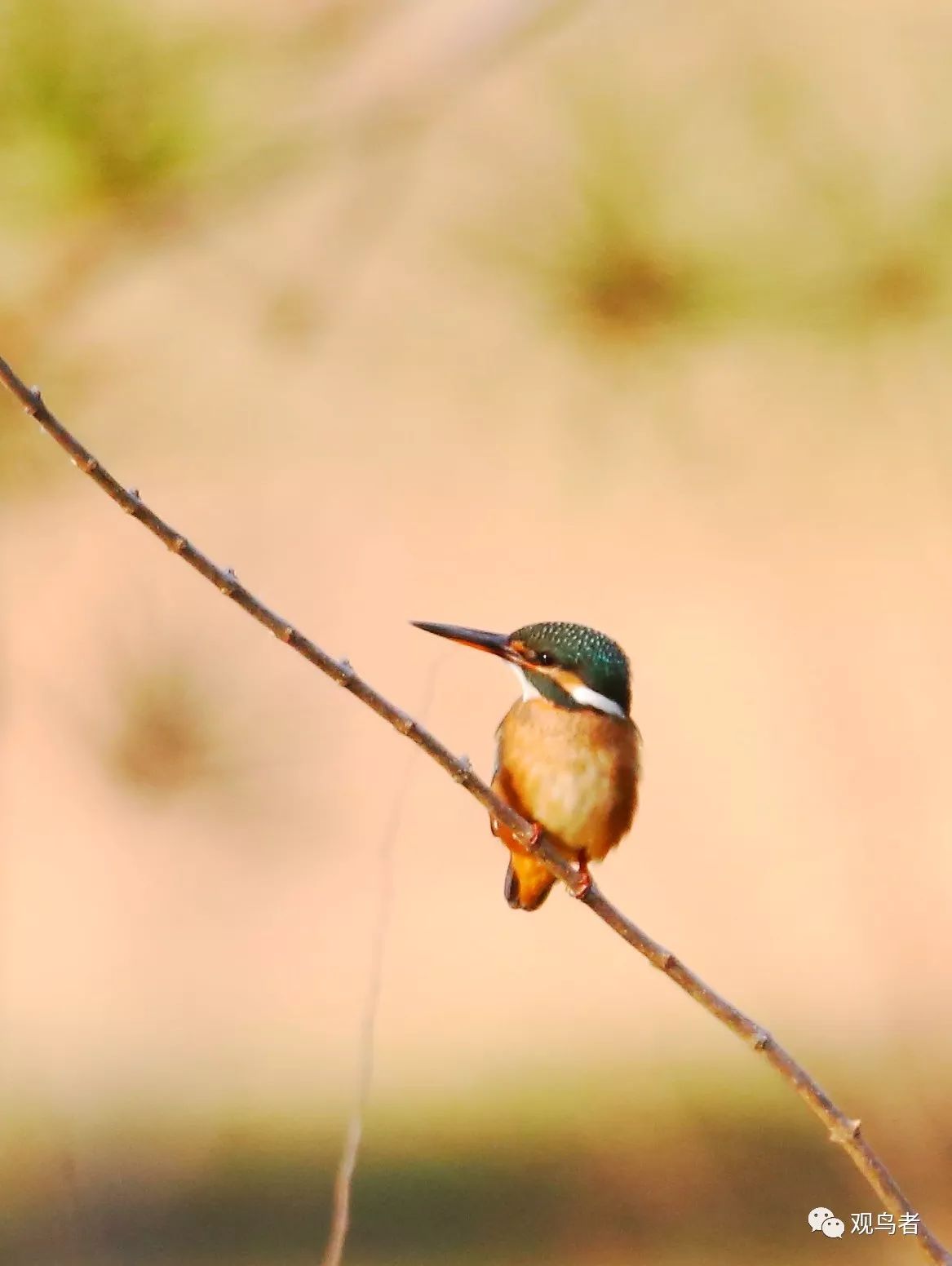 birdWatching