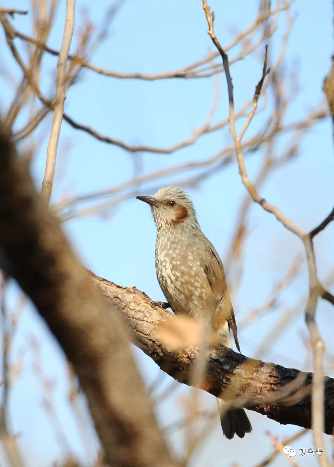 birdWatching